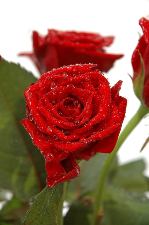 Water drops and roses