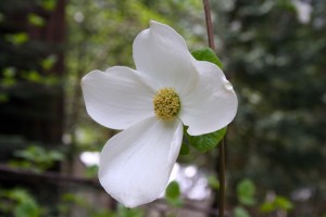 Dogwood Flower