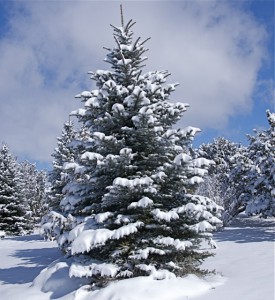 blue-spruce-1