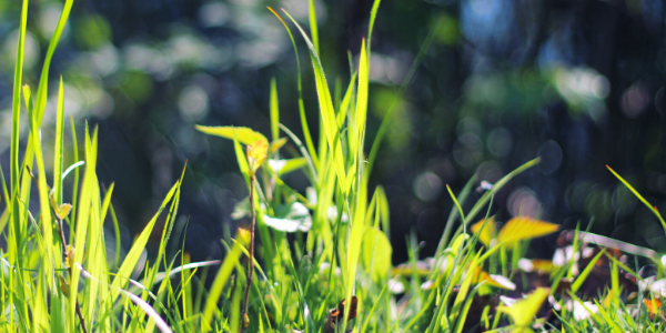 Blades of Grass in Sunlight
