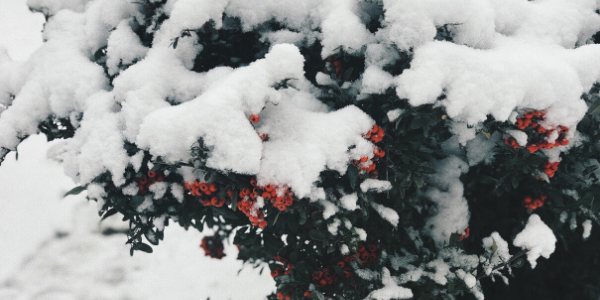 Mistletoe Bush Covered in Snow