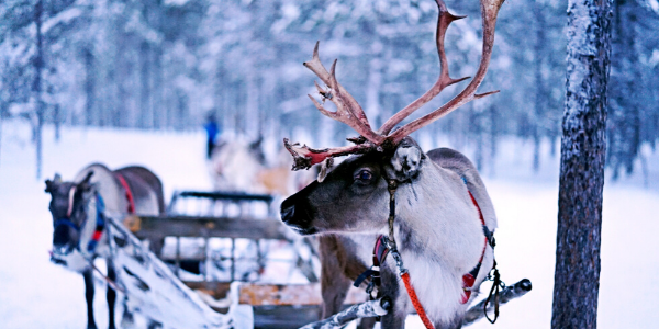 reindeer pulling sleigh in winter snow