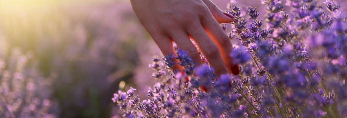 hand running through lavender fields