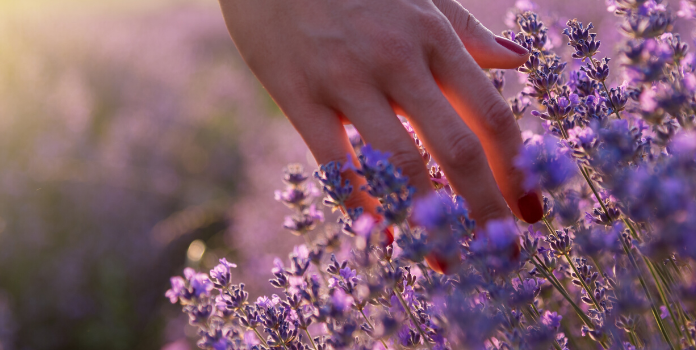 hand running through lavender fields
