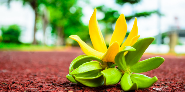 closeup of ylang ylang flower
