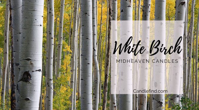 White Birch trees in forest White Birch candle review midheaven candles