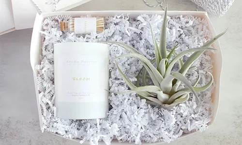 Aroma Harvest Candle & Air Plant Gift Box