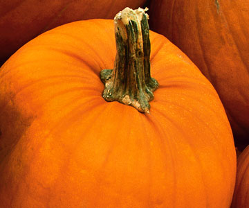 Close up pumpkin